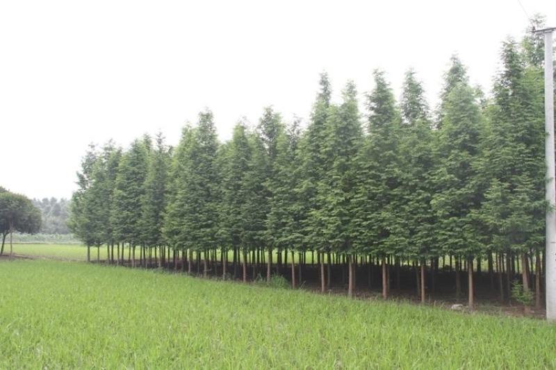 水杉树苗杉树苗落羽杉树苗水杉苗南北方树苗水杉苗金叶水杉树