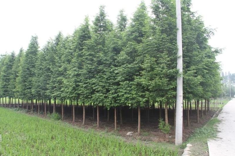 水杉树苗杉树苗落羽杉树苗水杉苗南北方树苗水杉苗金叶水杉树