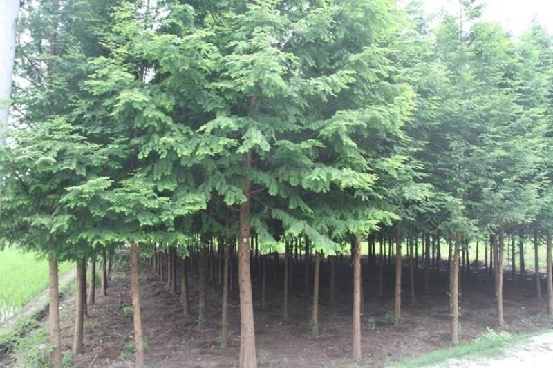 水杉树苗杉树苗落羽杉树苗水杉苗南北方树苗水杉苗金叶水杉树