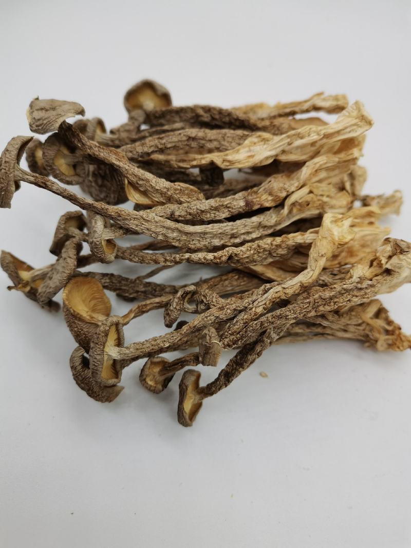 福建农家自产自销一手货源鹿茸菌干货农家特产干货鹿茸菇新货