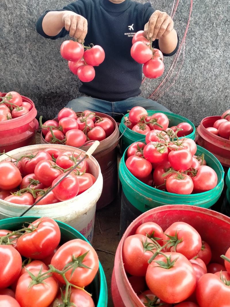 肥乡区硬粉西红柿王红卫蔬菜交易市场精品果