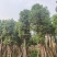 樟树(香樟)20-25公分