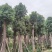 樟树(香樟)20-25公分