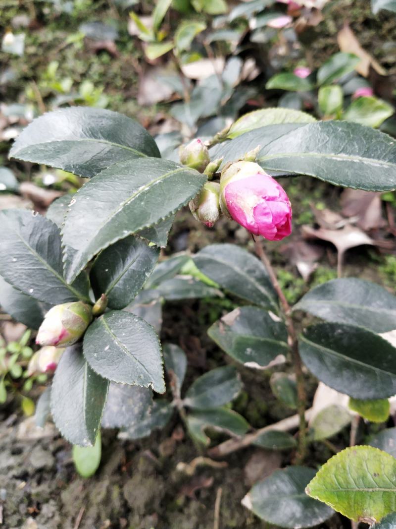 茶梅苗/茶花苗/茶花苗/茶梅苗/全国发货包邮
