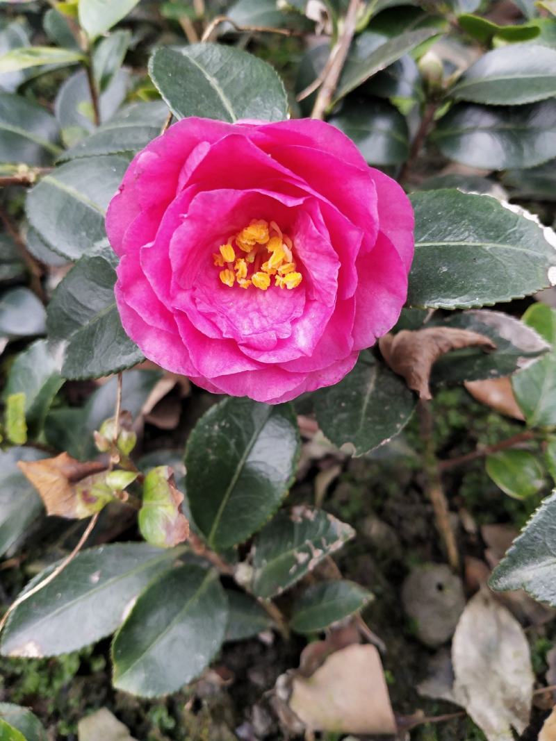 茶梅苗/茶花苗/茶花苗/茶梅苗/全国发货包邮