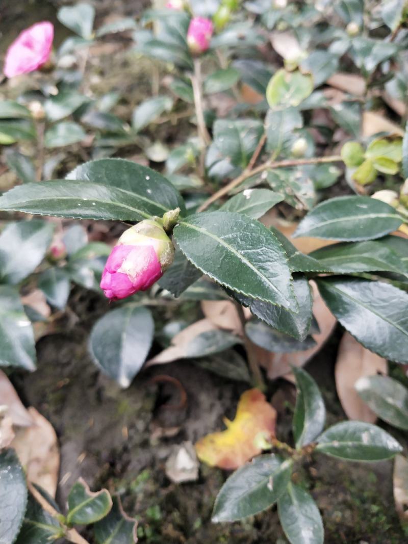 茶梅苗/茶花苗/茶花苗/茶梅苗/全国发货包邮