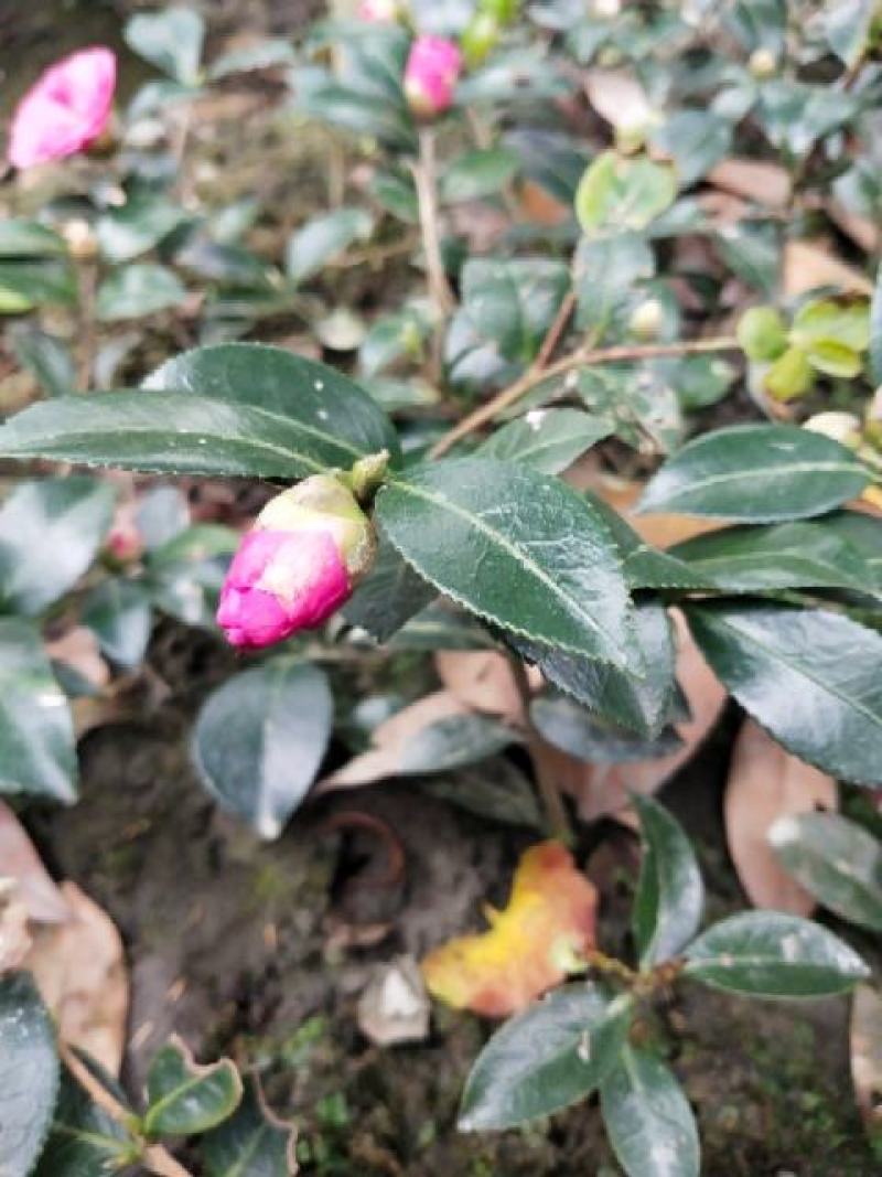 茶梅苗茶花苗基地苗圃发货当年开花