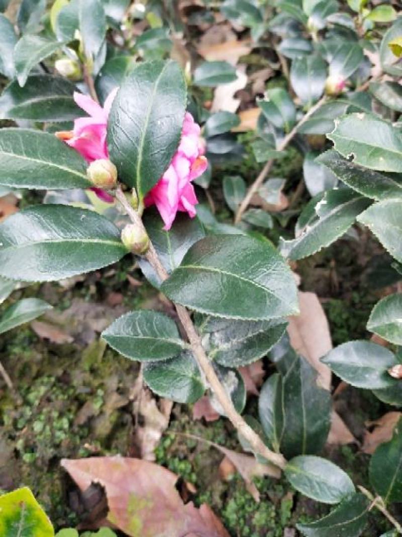 茶梅苗茶花苗基地苗圃发货当年开花