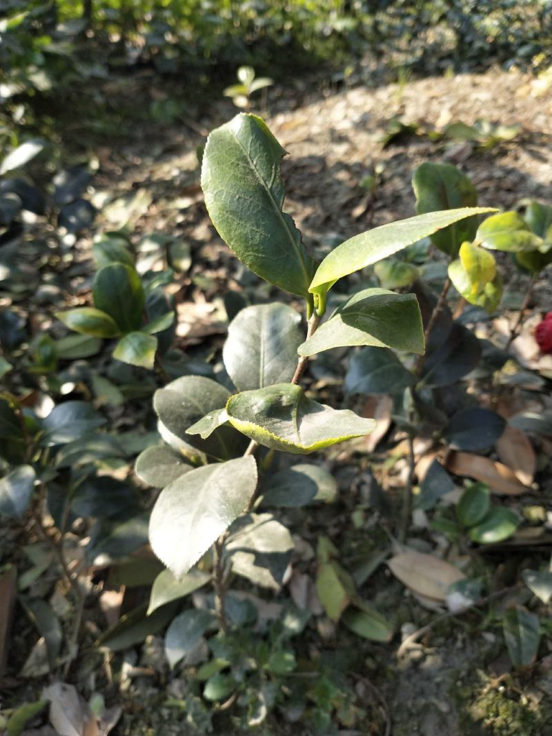 茶梅苗茶花苗基地苗圃发货当年开花