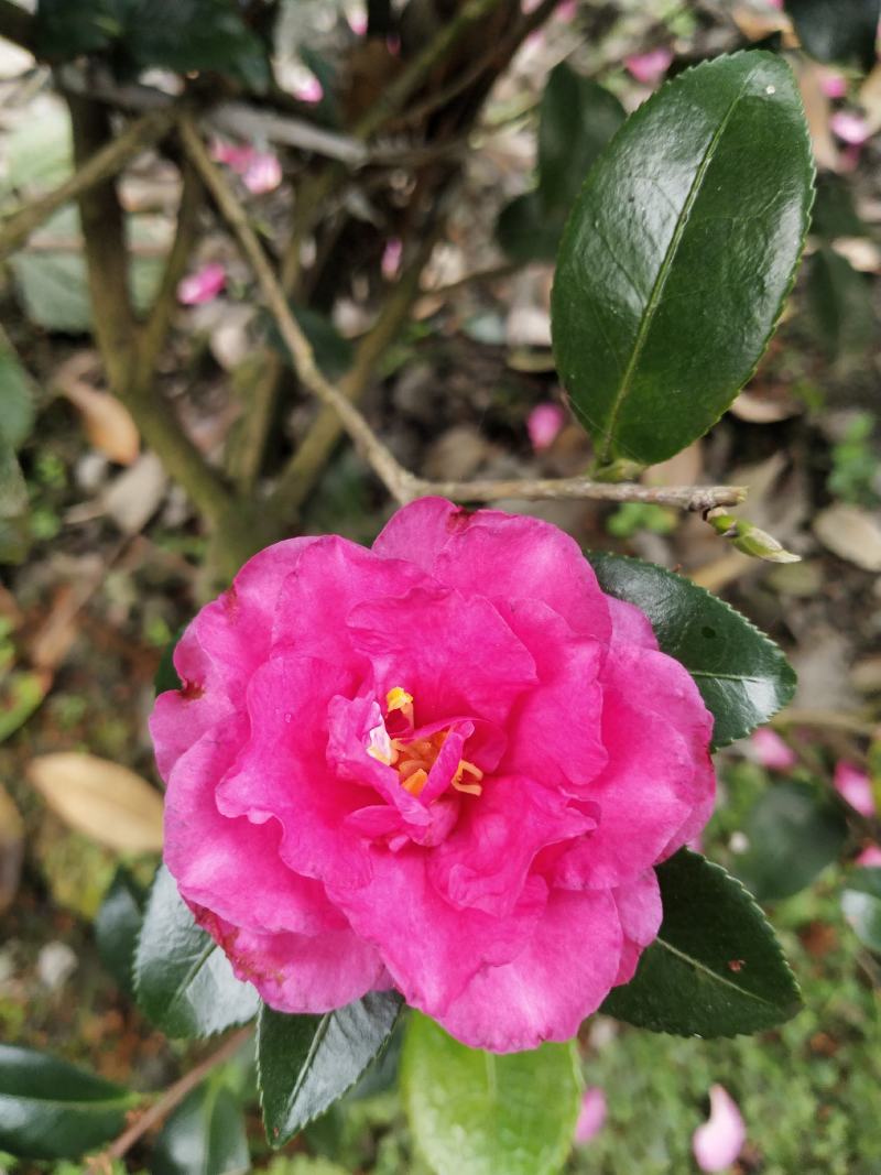 茶梅苗茶花苗基地苗圃发货当年开花