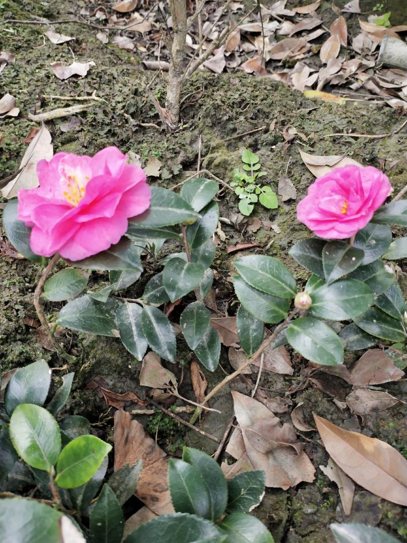 茶梅苗茶花苗基地苗圃发货当年开花