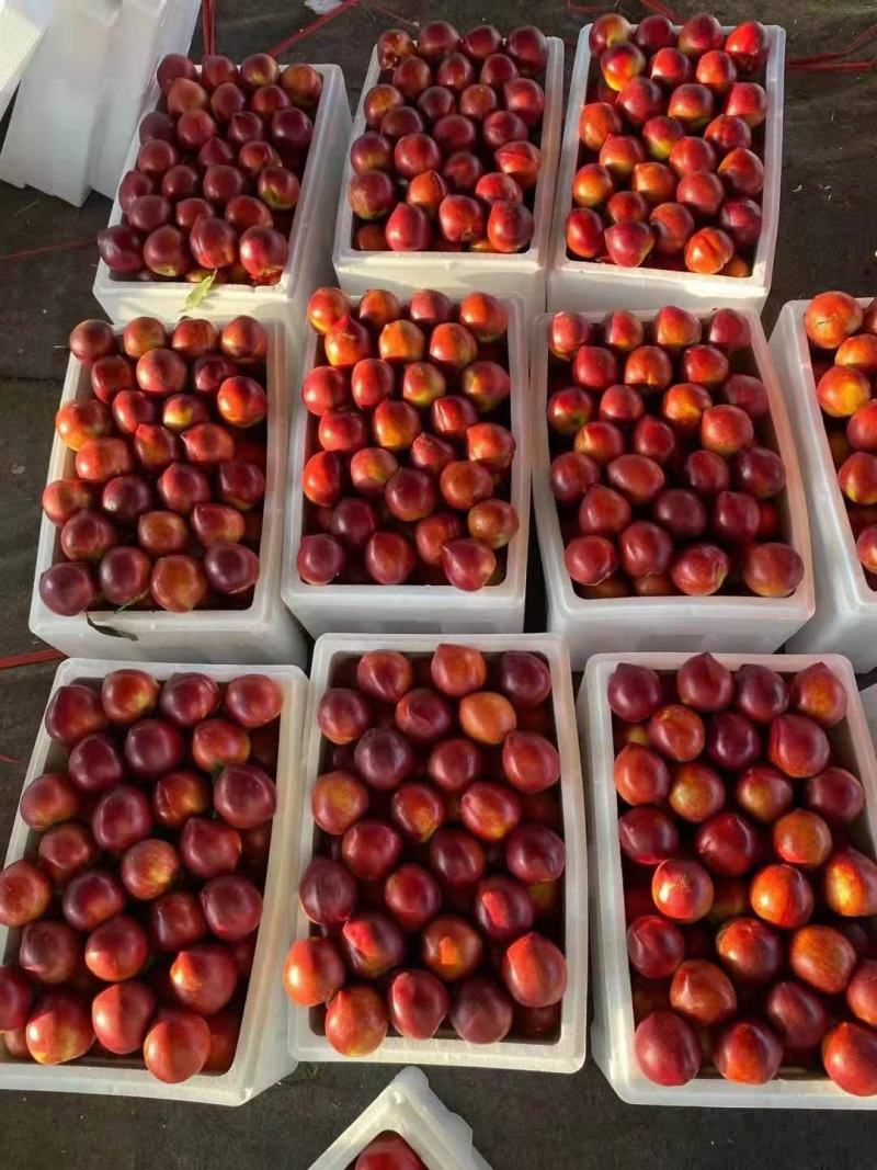 山东精品油桃大量上市货源充足支持全国发货
