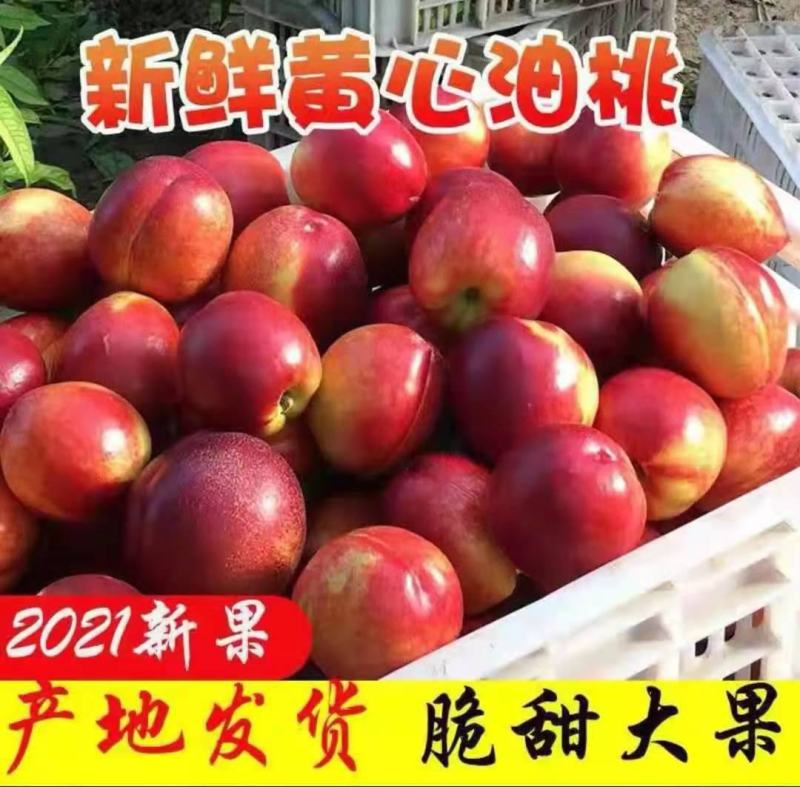 山东精品油桃大量上市货源充足支持全国发货