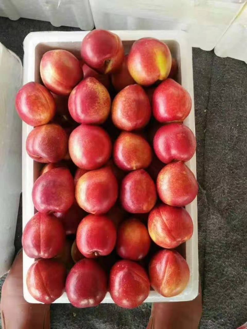 山东精品油桃大量上市货源充足支持全国发货