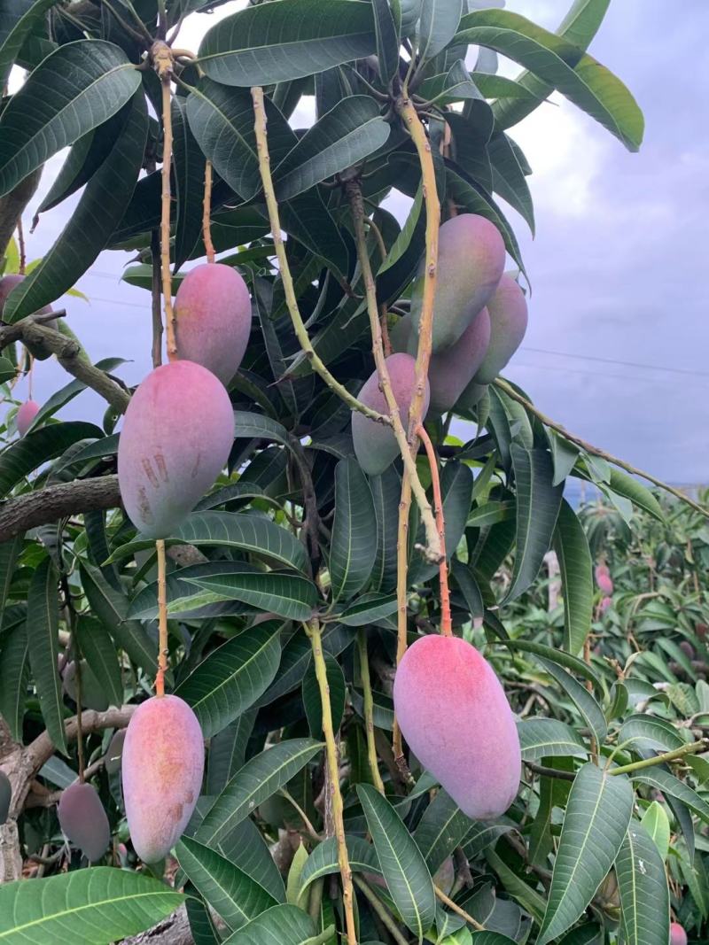 云南贵妃芒果，电商果，市场果，五月份上市