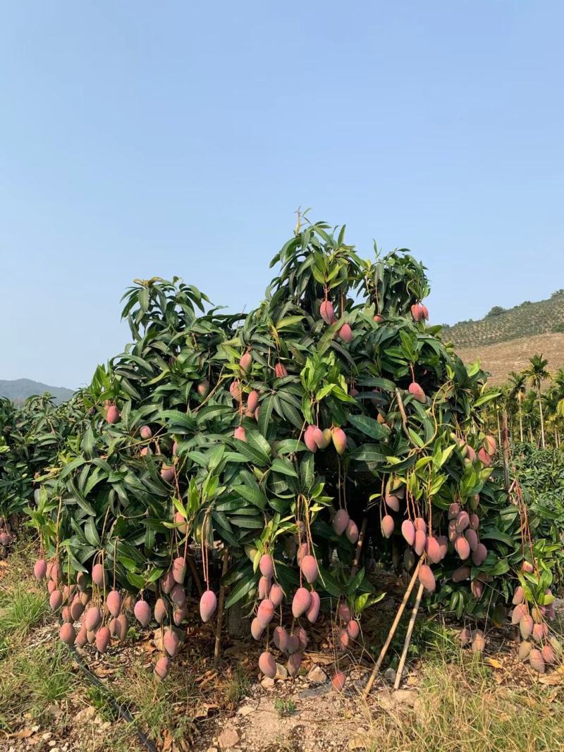 云南贵妃芒果，电商果，市场果，五月份上市