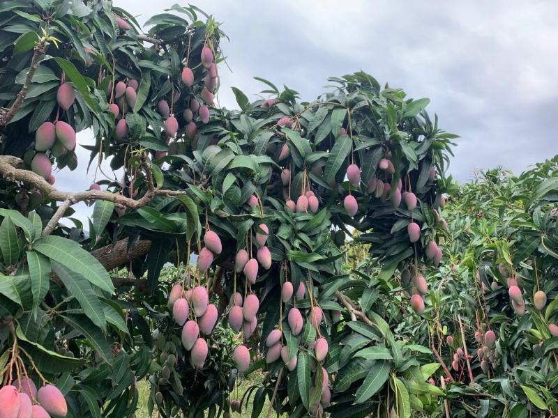 云南贵妃芒果，电商果，市场果，五月份上市