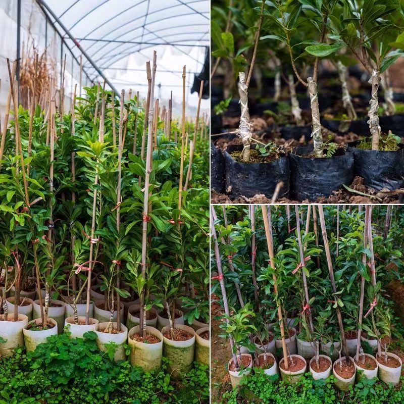 杨梅苗嫁接东魁杨梅树苗南北方种植盆栽地栽果树苗当年结果