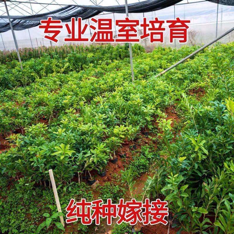 杨梅苗嫁接东魁杨梅树苗南北方种植盆栽地栽果树苗当年结果