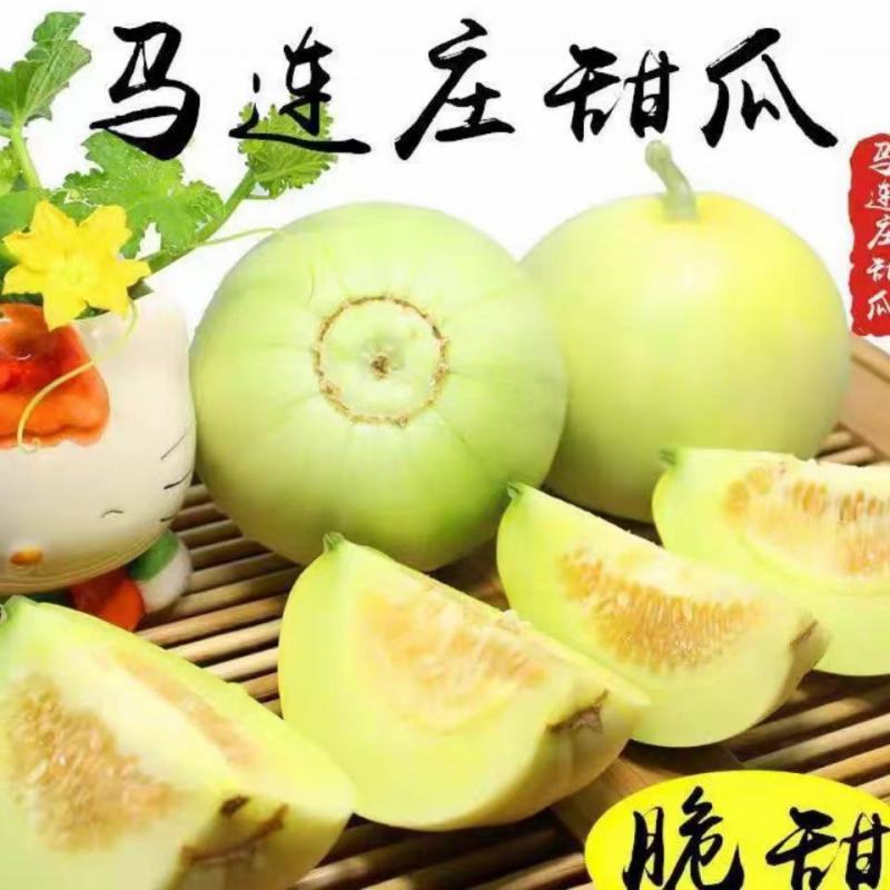 胶东特产马连庄甜瓜大量上市，糖度高，风味独特，供高端市场