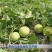 胶东特产马连庄甜瓜大量上市，糖度高，风味独特，供高端市场