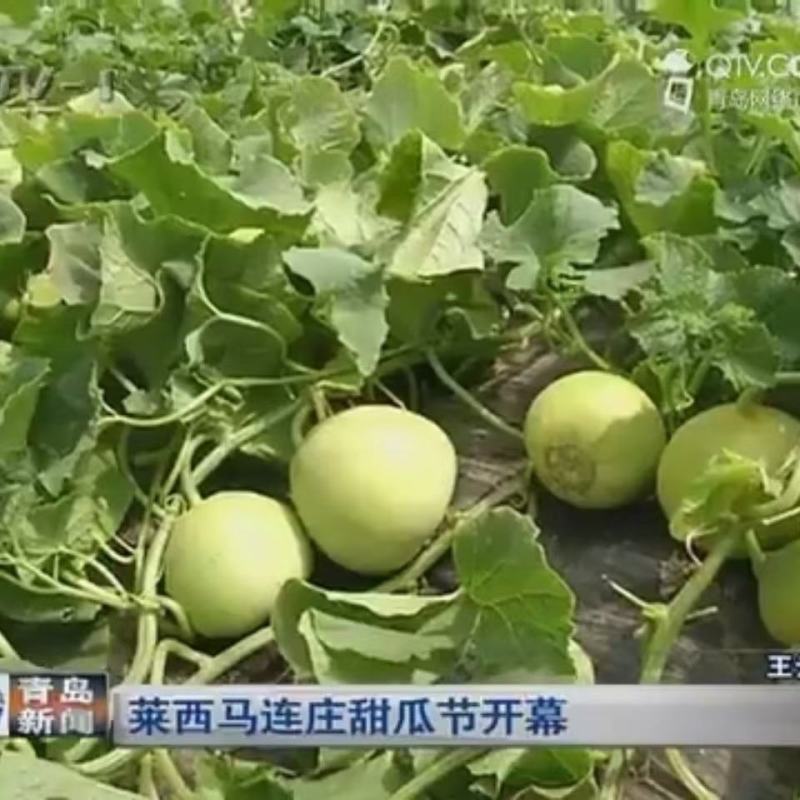 胶东特产马连庄甜瓜大量上市，糖度高，风味独特，供高端市场