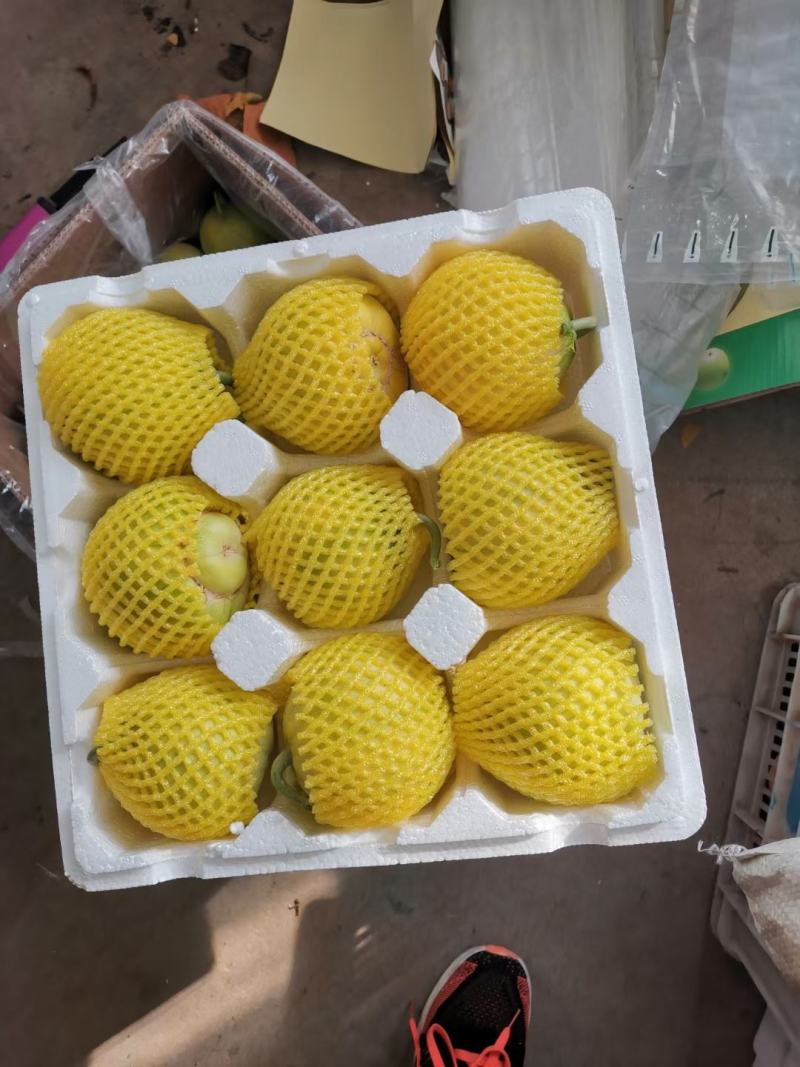 胶东特产马连庄甜瓜大量上市，糖度高，风味独特，供高端市场
