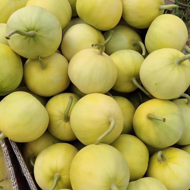 胶东特产马连庄甜瓜大量上市，糖度高，风味独特，供高端市场