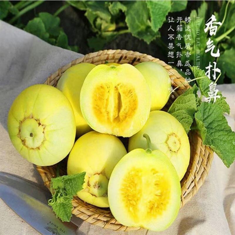 胶东特产马连庄甜瓜大量上市，糖度高，风味独特，供高端市场