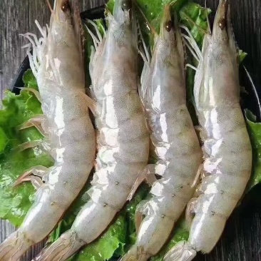 海捕大虾南美海虾活冻海洋虾对虾青虾基围虾海鲜