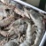 海捕大虾南美海虾活冻海洋虾对虾青虾基围虾海鲜