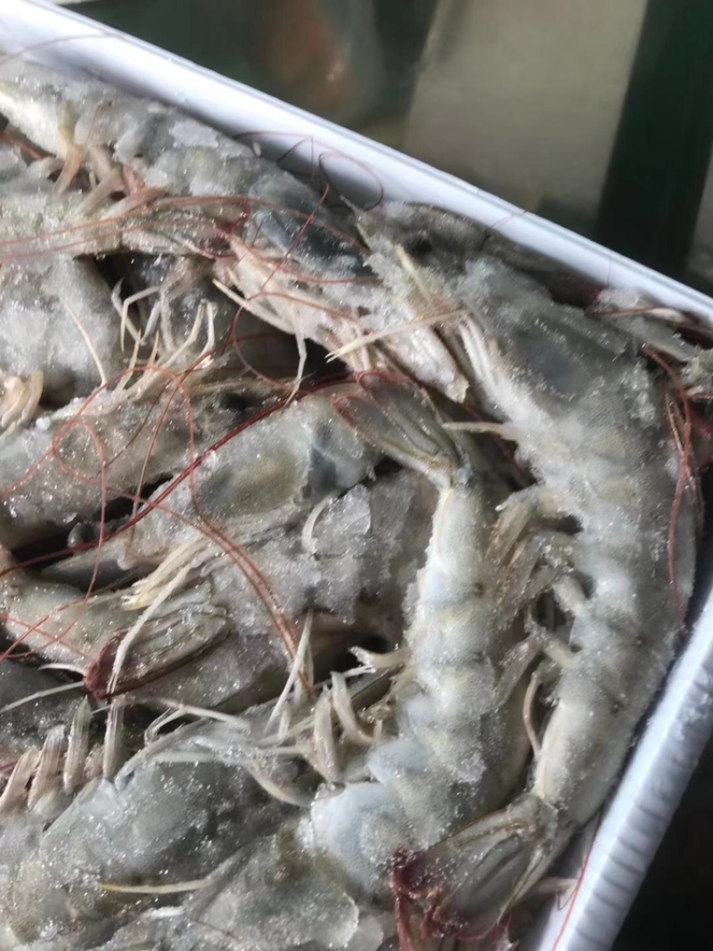 海捕大虾南美海虾活冻海洋虾对虾青虾基围虾海鲜