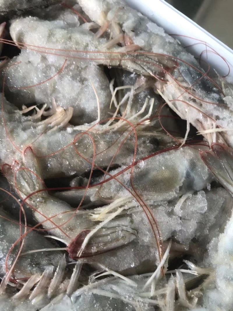 海捕大虾南美海虾活冻海洋虾对虾青虾基围虾海鲜