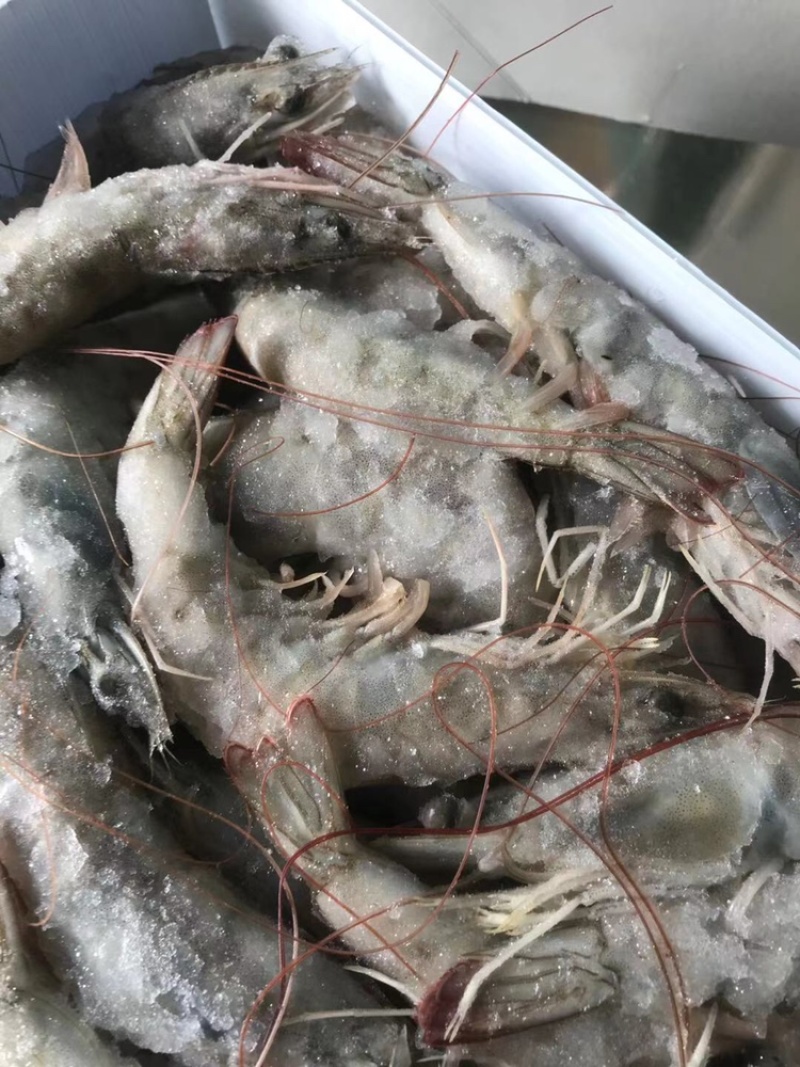 海捕大虾南美海虾活冻海洋虾对虾青虾基围虾海鲜