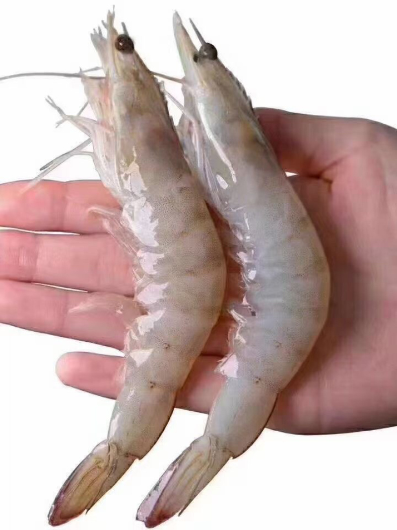 海捕大虾南美海虾活冻海洋虾对虾青虾基围虾海鲜