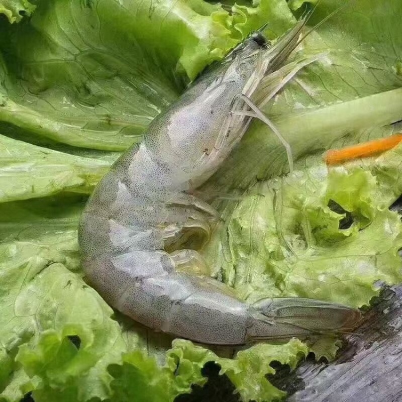 海捕大虾南美海虾活冻海洋虾对虾青虾基围虾海鲜