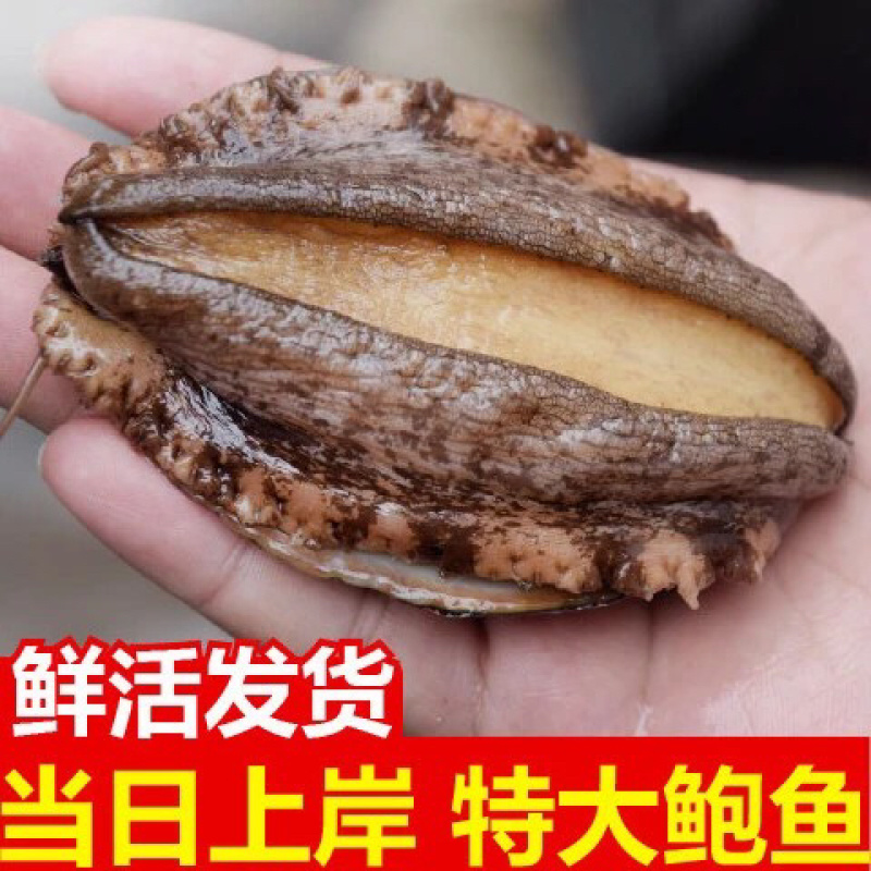 鲍鱼新鲜鲍鱼鲜活鲍鱼大鲍鱼新鲜海鲜鲜活活体水