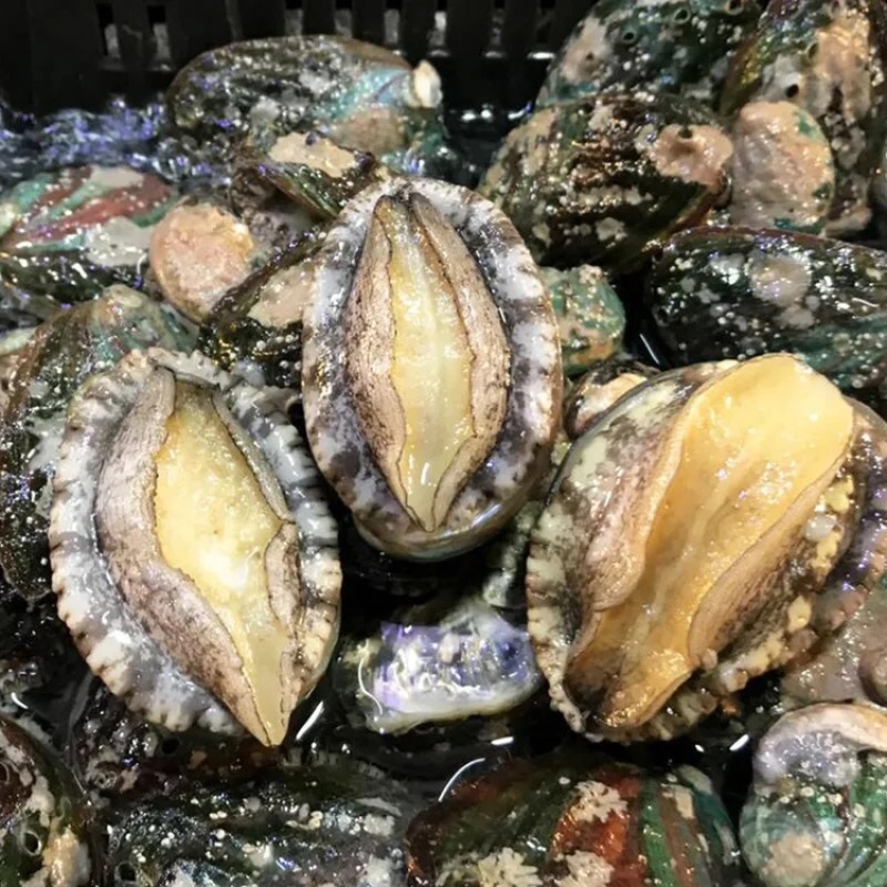 鲍鱼新鲜鲍鱼鲜活鲍鱼大鲍鱼新鲜海鲜鲜活活体水