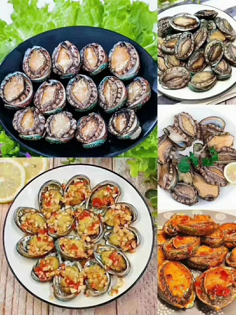鲍鱼新鲜鲍鱼鲜活鲍鱼大鲍鱼新鲜海鲜鲜活活体水
