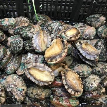 鲍鱼新鲜鲍鱼鲜活鲍鱼大鲍鱼新鲜海鲜鲜活活体水