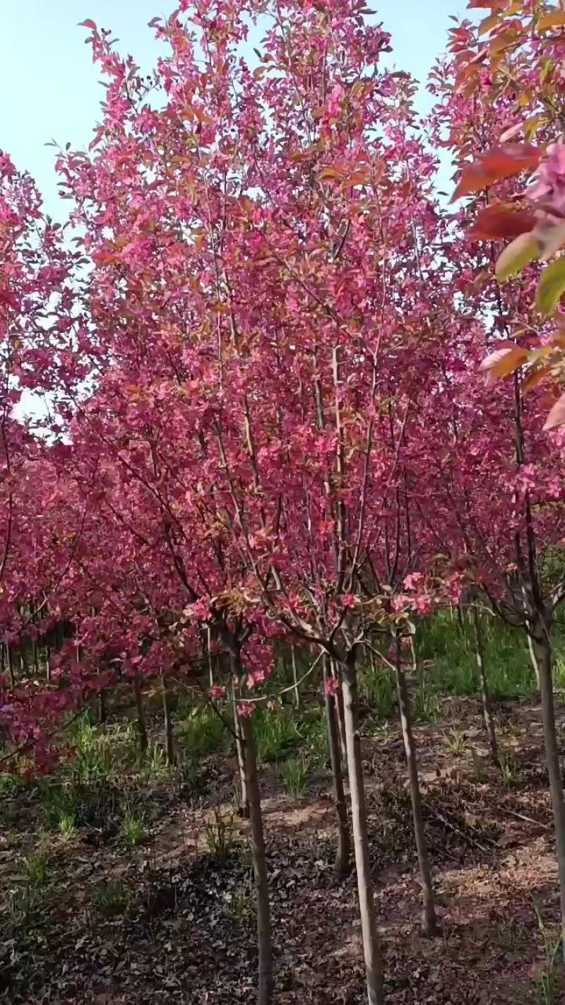 基地直销绚丽海棠，规格齐全价格实惠量大送货上门，欢迎咨询