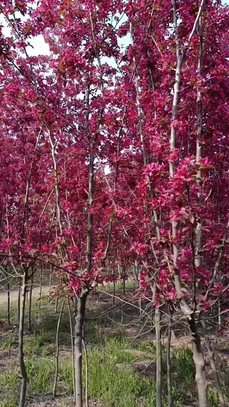 基地直销绚丽海棠，规格齐全价格实惠量大送货上门，欢迎咨询