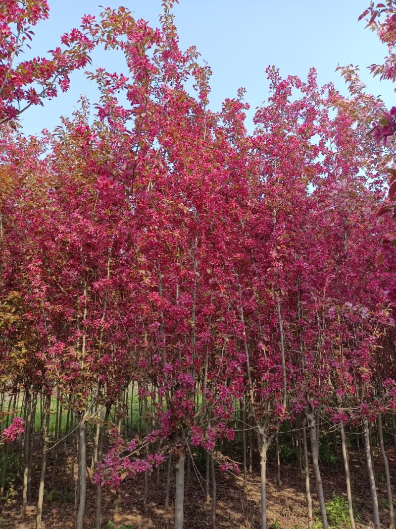 基地直销绚丽海棠，规格齐全价格实惠量大送货上门，欢迎咨询