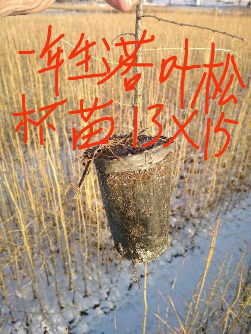 落叶松裸根苗。高50/1米高二年苗。