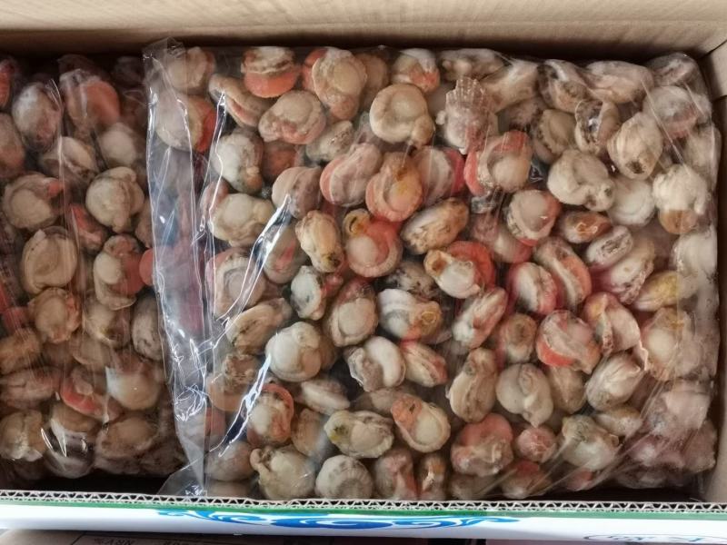 精品扇贝肉10斤装多种扇贝好吃不贵价格实惠，吃着放心，，