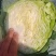精品露天小铁头甘蓝高山无公害，无虫，无花，质量三包