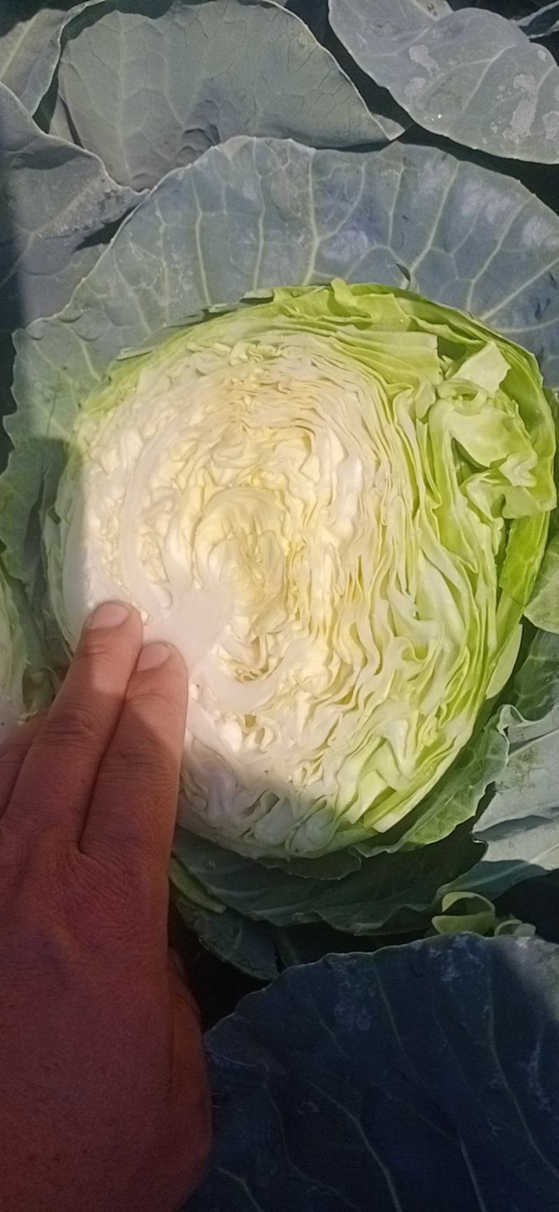 精品露天小铁头甘蓝高山无公害，无虫，无花，质量三包