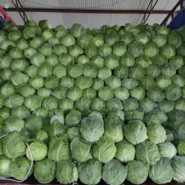 精品露天小铁头甘蓝高山无公害，无虫，无花，质量三包