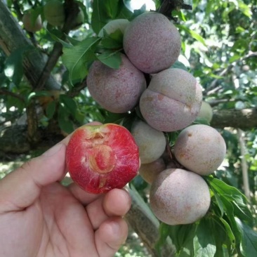 三华李苗：生长快，结果多，个头大，脆甜