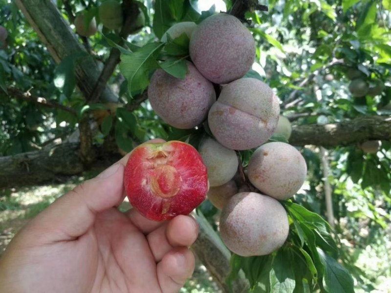 三华李苗：生长快，结果多，个头大，脆甜